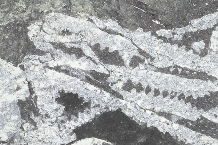 Fossil Graptolite Cluster (Didymograptus) - Great Britain #103418